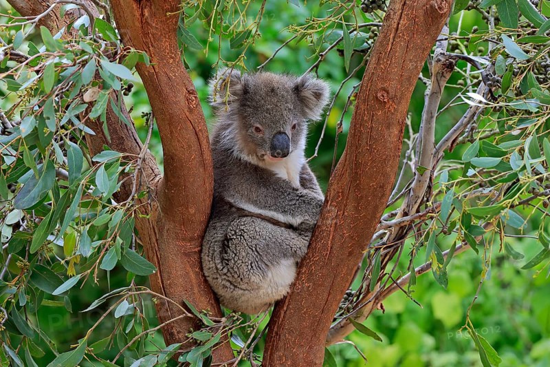 Koala