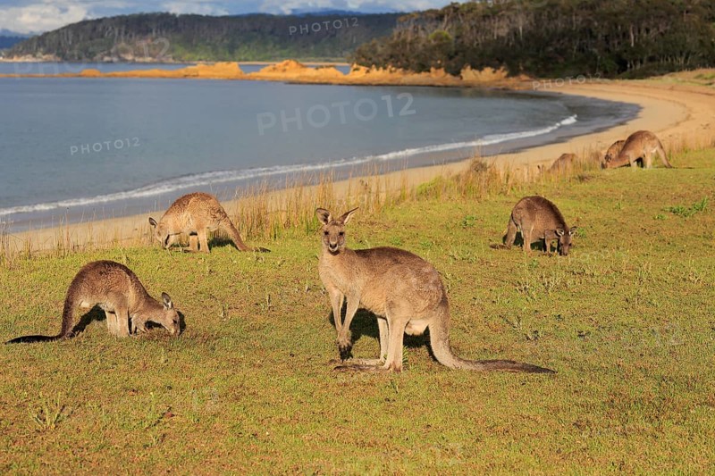 Eastern grey kangaroo