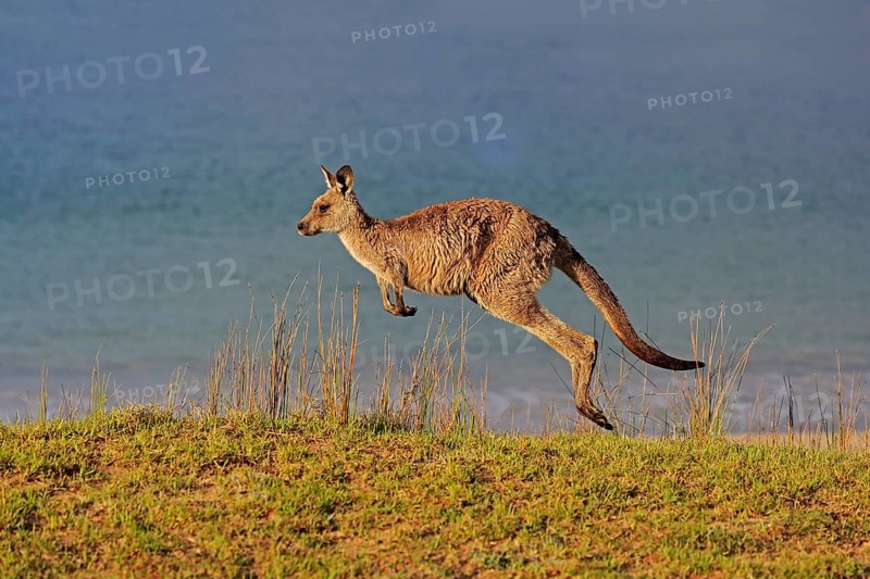 Eastern grey kangaroo