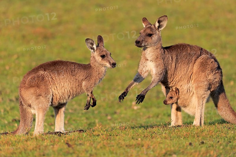 Eastern grey kangaroo
