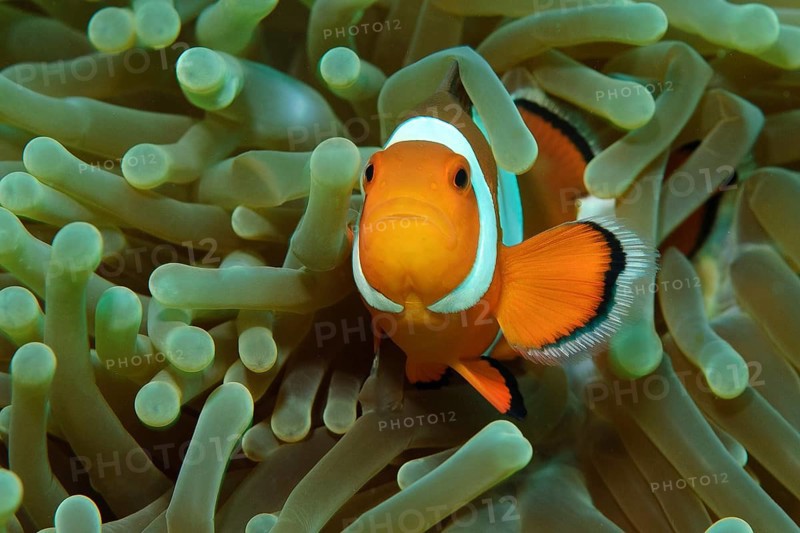 False clownfish