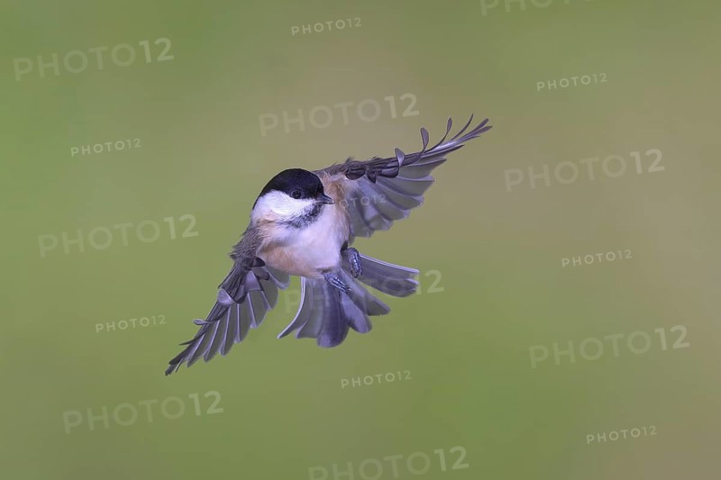 Willow tit