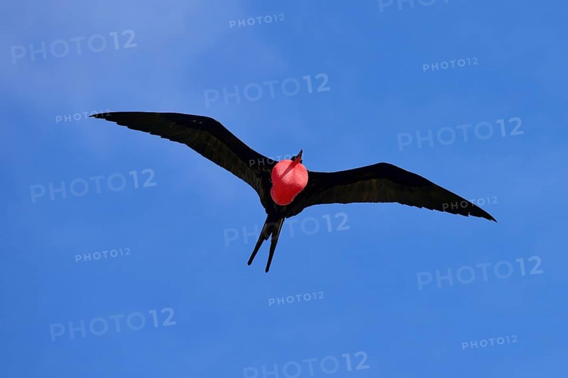 Great Frigatebird