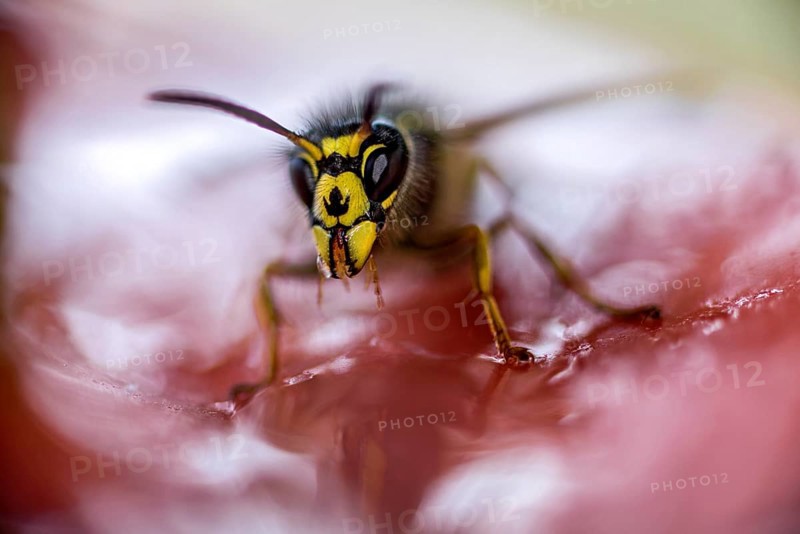 German wasp