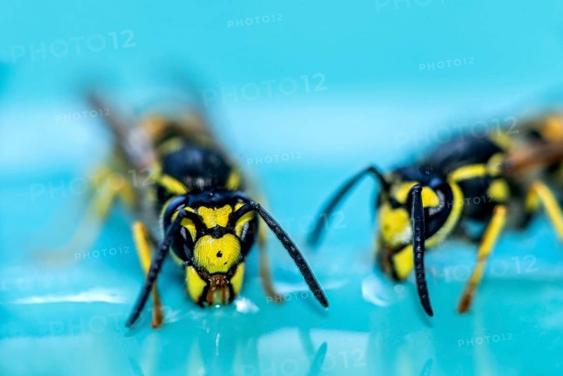 German wasps