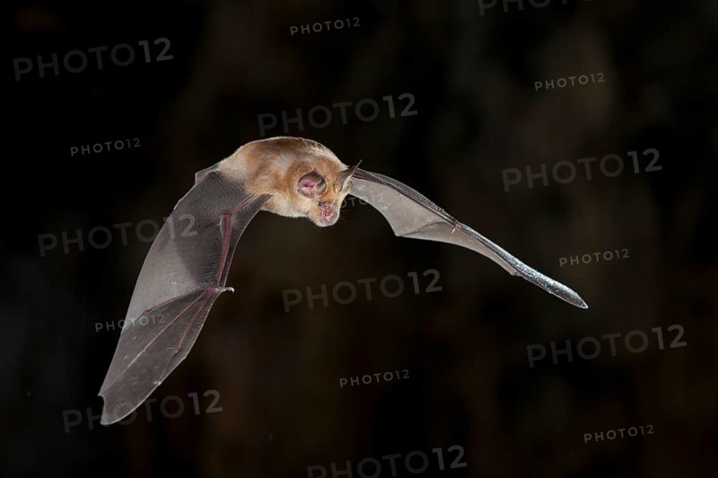 Greater horseshoe bat