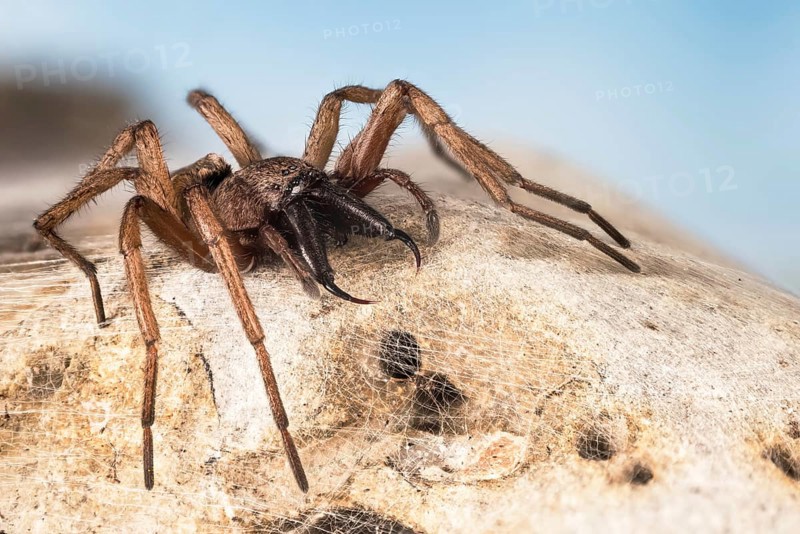 Focus Stacking