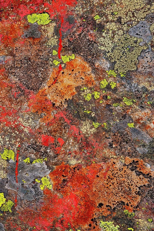 Colourful lichens on rock