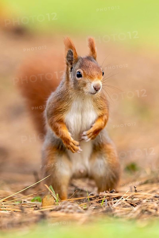 Eurasian red squirrel