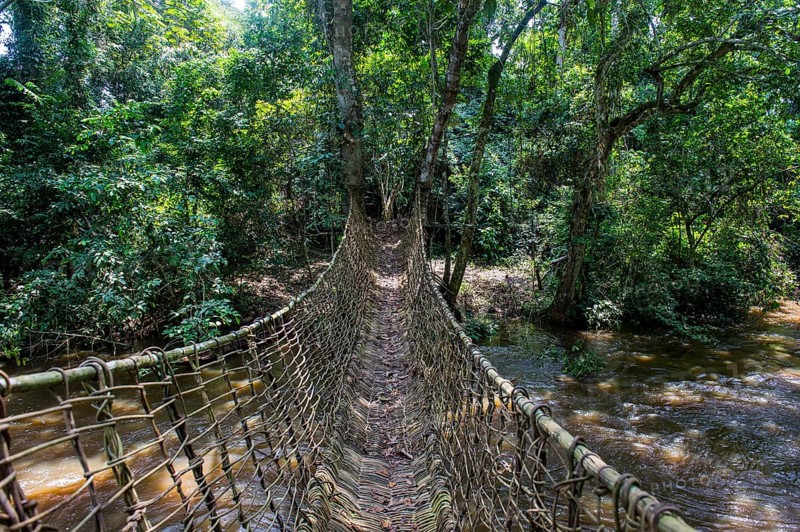 Hand made vine bridge in the Unesco world heritage sight Dzanga-Sangha Park Central African Republic