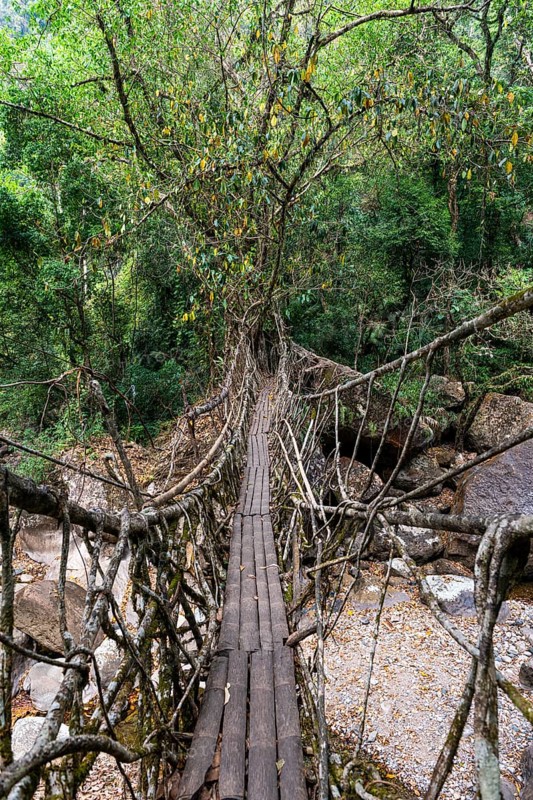 Living Root Bridge