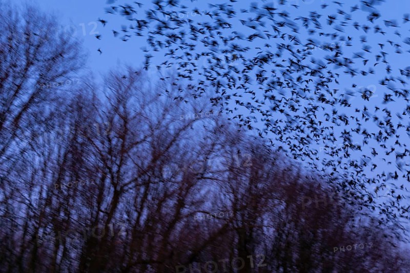Western jackdaws