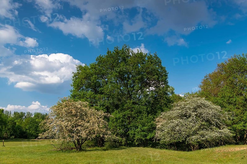 Flowering hawthorn