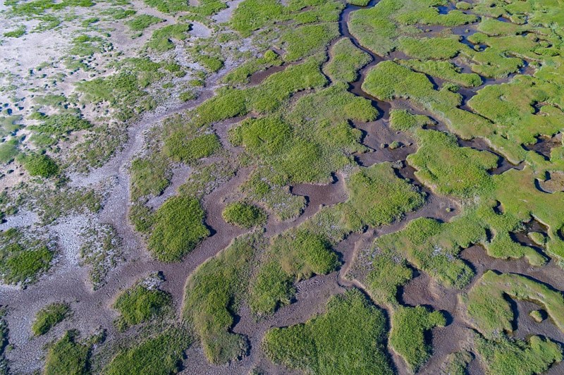 Salt marshes in front of the dike