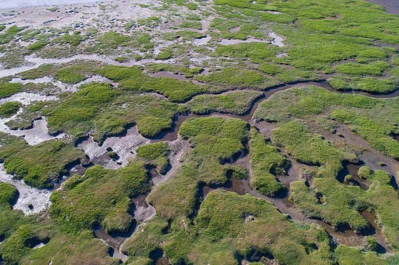 Salt marshes in front of the dike
