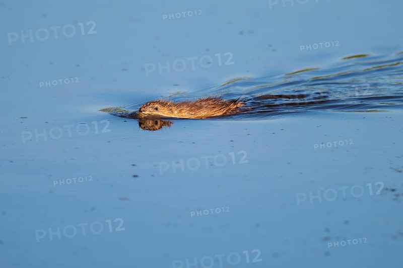 Swimming muskrat