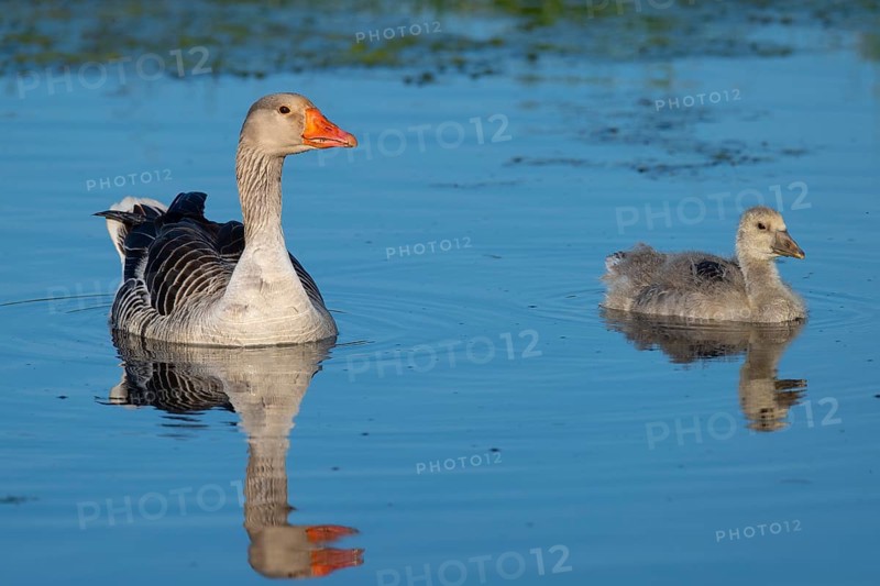 Greylag goose