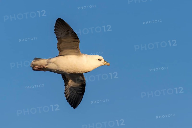 Flying Northern fulmar