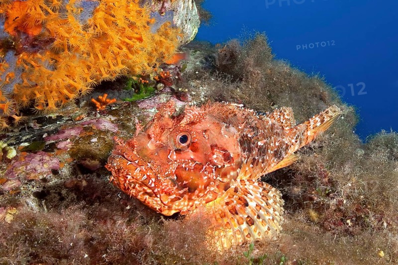 Red scorpionfish