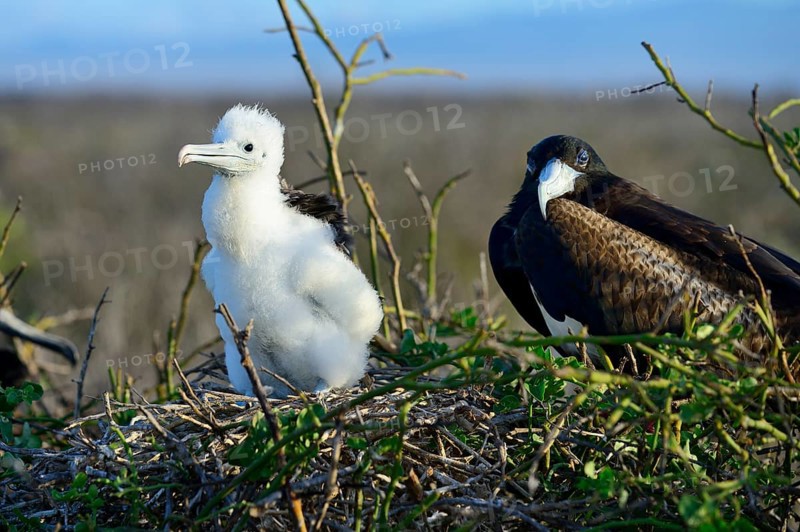 Great Frigatebird