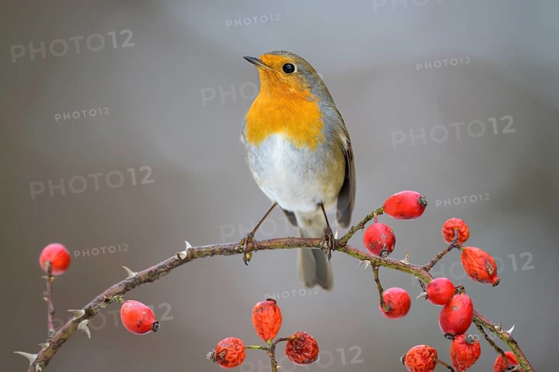 European robin
