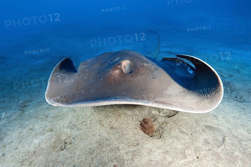Round stingray