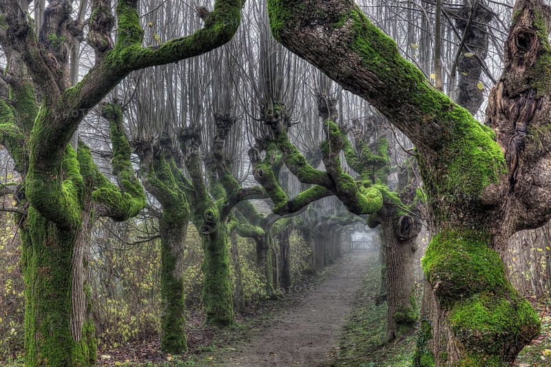 Avenue of gnarled and mossy plane trees