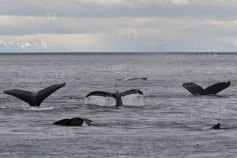 Diving humpback whales