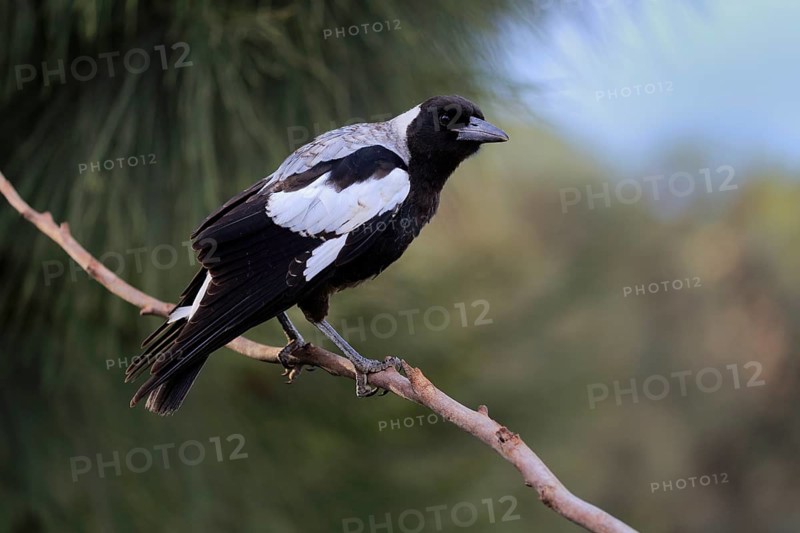 Australian magpie
