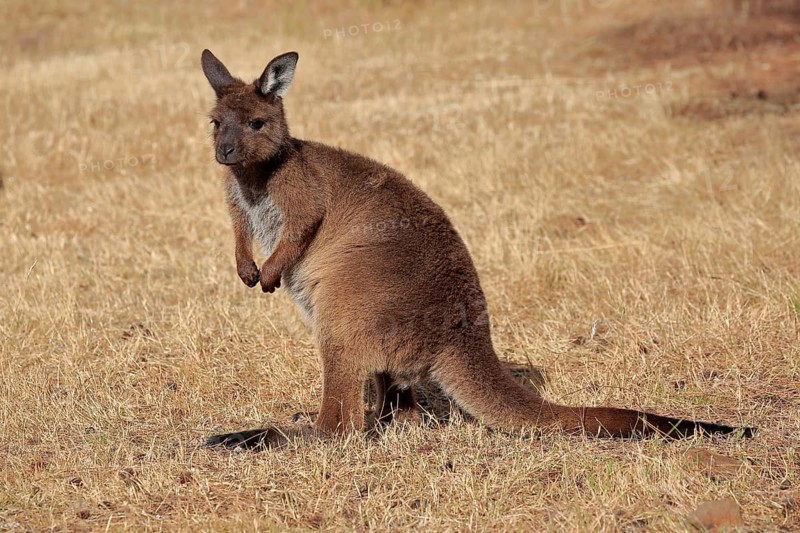 Kangaroo Island kangaroo