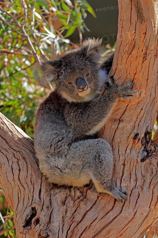 Koala
