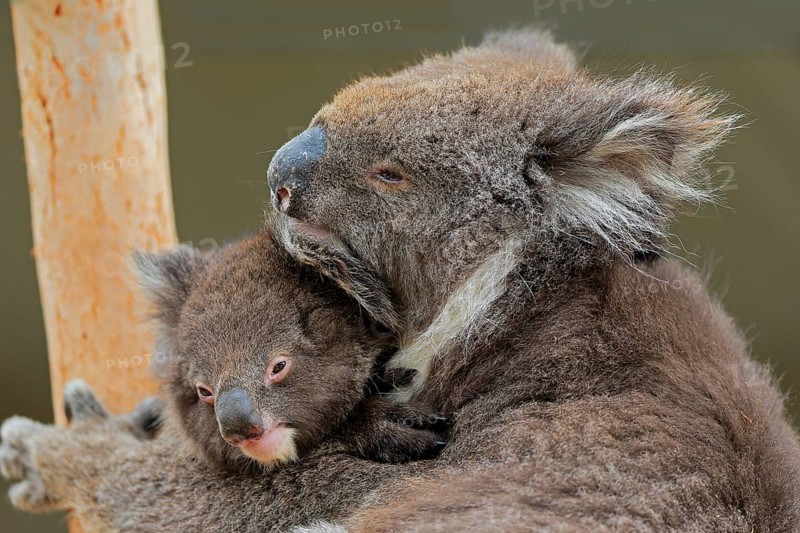 Koalas