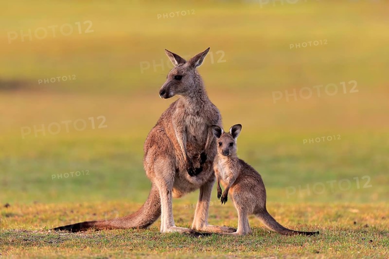 Eastern giant grey kangaroo