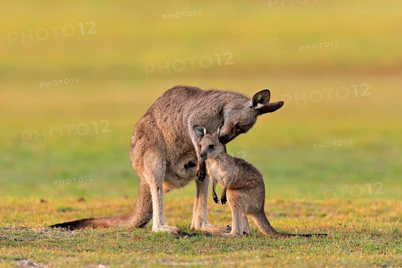 Eastern giant grey kangaroo