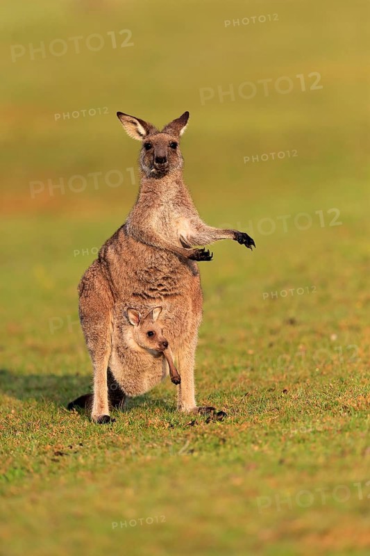 Eastern giant grey kangaroo