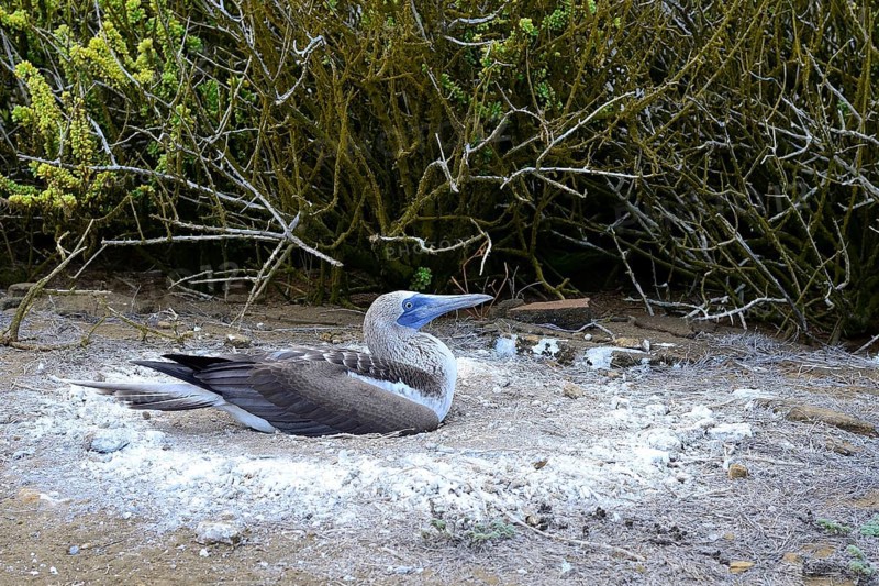 Blue-footed booby