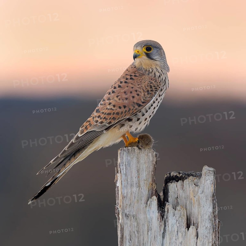 Common Common Kestrel