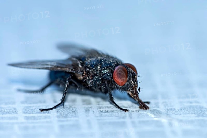 Blow fly