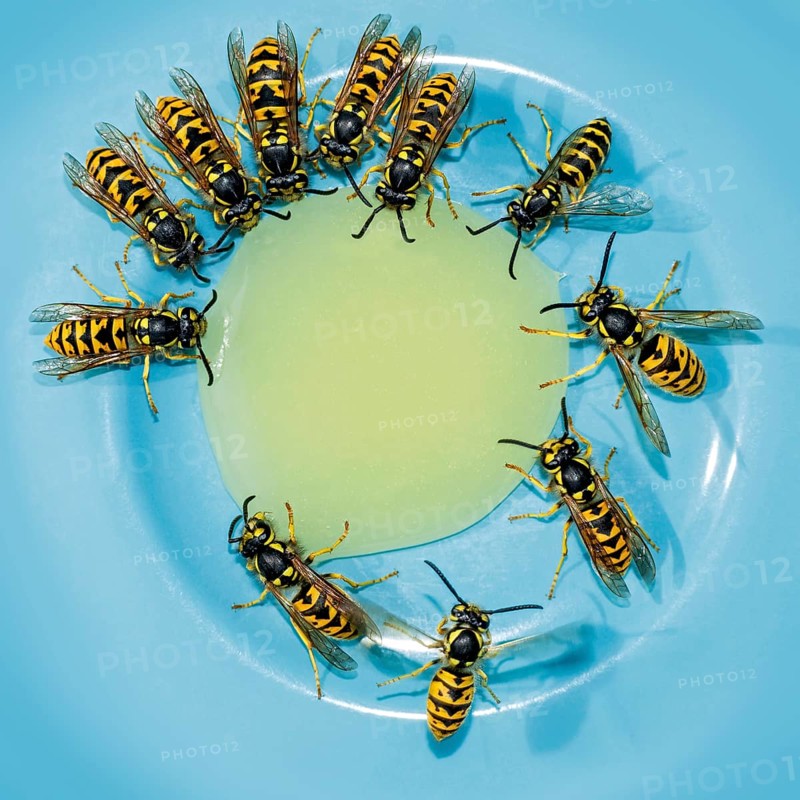German wasps