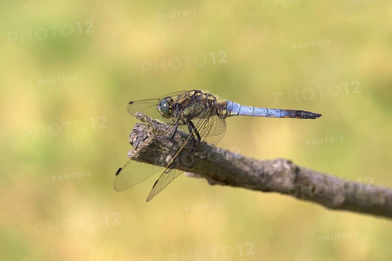 Black-tailed Skimmer