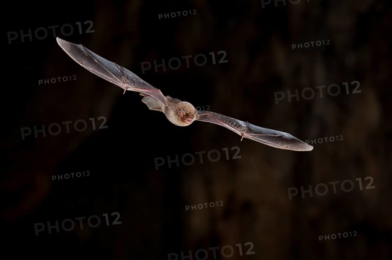 Common bent-wing bat