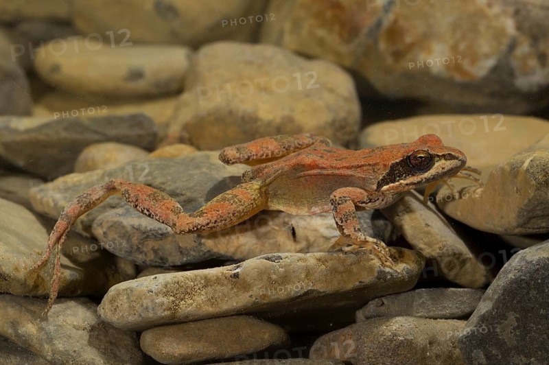 Pyrenean Frog