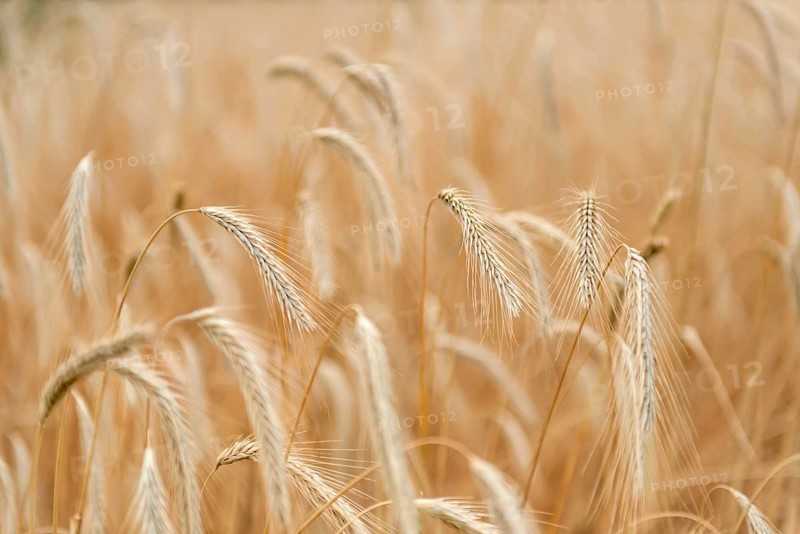 Ears of corn in a field