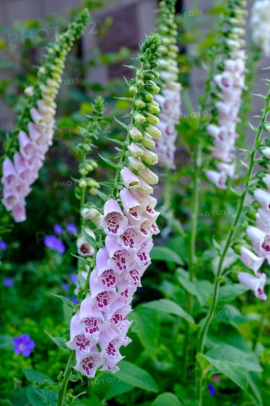 Foxglove