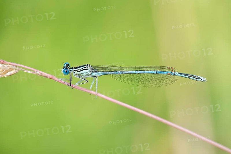 White-legged damselfly