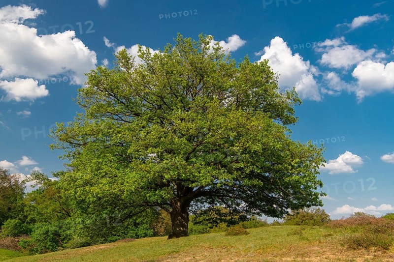 Oaks