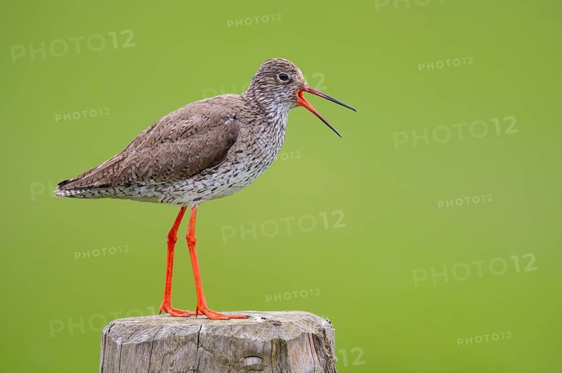 Calling redshank
