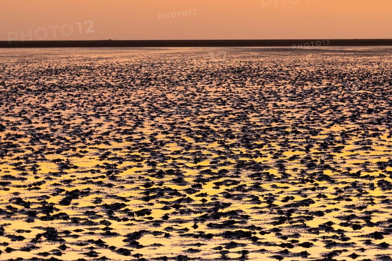 Mudflats in evening light