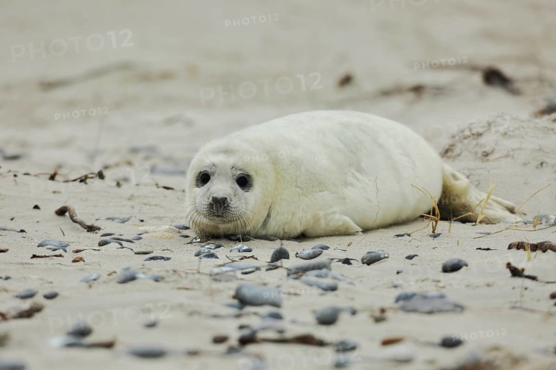 Grey seal