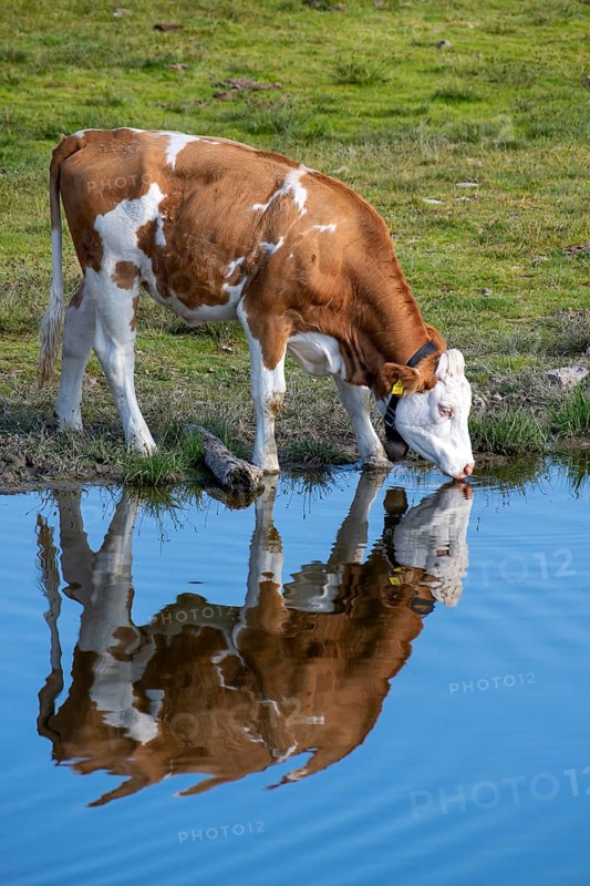 Cow on the alpine pasture